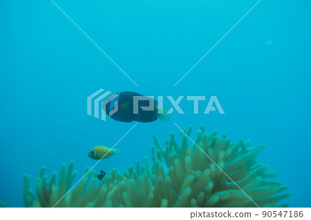 Fish in the sea Deep sea diving in Guam Summer vacation image Background material 90547186