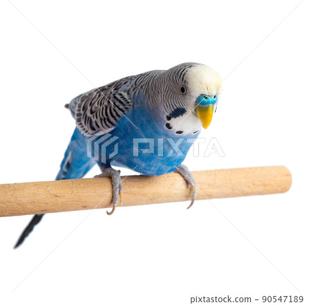 Blue budgie isolated on white background. Budgerigars bird or wavy parrot. 90547189