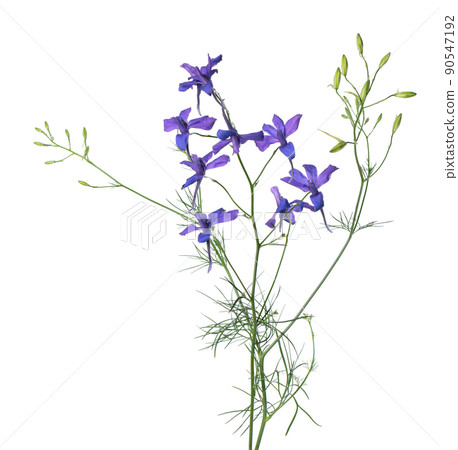 Delphinium grandiflorum flower, isolated on white background. Blue larkspur flowers. Delphinium grandiflorum flower, isolated on white background. Blue larkspur flowers. 90547192