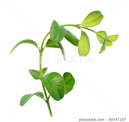 Boxwood branch isolated on white background. Green boxwood sprig. Buxus with clipping path. 90547197