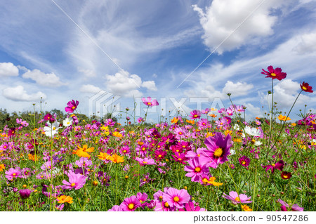 Beautiful in spring fields and the plant of cosmos flowers at Boonrawd farm on a sunny day, Chiang Rai, Thailand. 90547286