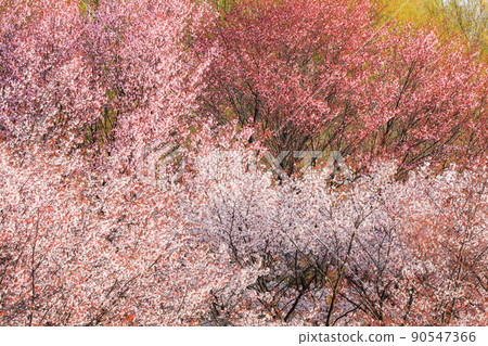 [Kamifurano Town, Hokkaido] Wild cherry blossoms 90547366