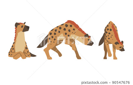 Hyena as Carnivore Mammal with Spotted Coat and Rounded Ears Sitting and Standing Vector Set Hyena as Carnivore Mammal with Spotted Coat and Rounded Ears Sitting and Standing Vector Set 90547676