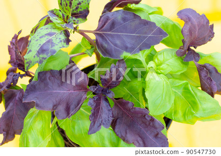 Basil leaves on yellow background. 90547730