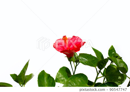 Hibiscus flower blooming on tree on white background. Hibiscus flower blooming on tree on white background. 90547747