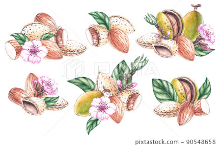 Watercolor set of almond nuts with flowers, fruits, leaves Watercolor set of almond nuts with flowers, fruits, leaves 90548658