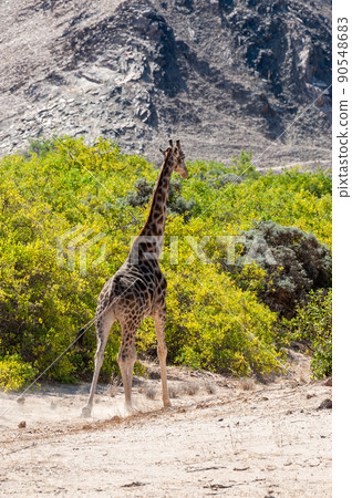 Solitary Giraffe in the Namibian Desert 90548683