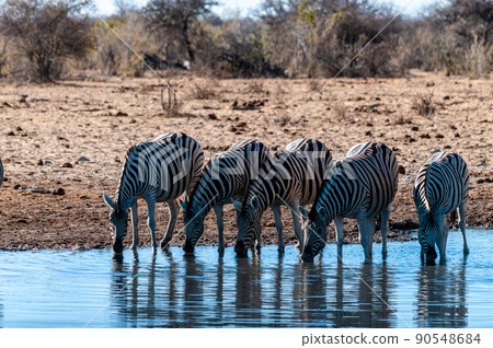 A group of Zebras in Etosha A group of Zebras in Etosha 90548684