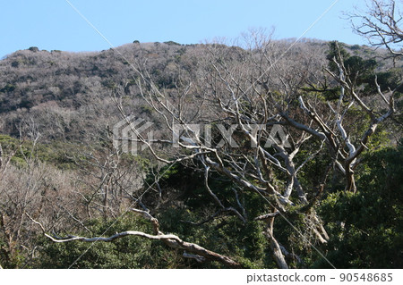 Mountains of Izu 90548685