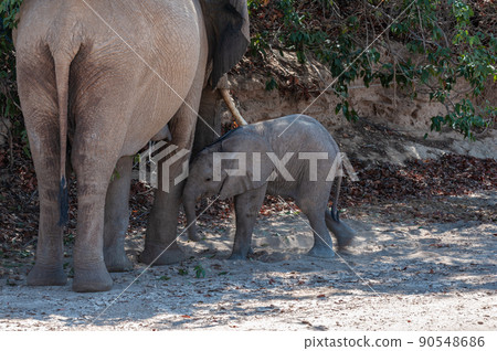 A Desert Elephant and her feeding calf in Namibia 90548686