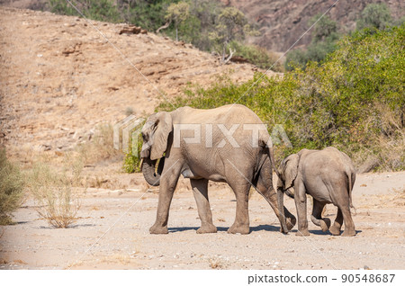Two Desert Elephants in Namibia 90548687