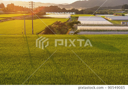 210719 上野平 z016 90549085