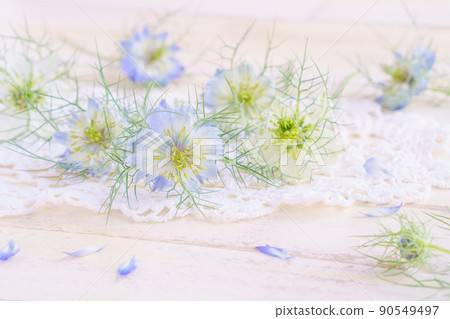 Blue and white Nigella Blue and white Nigella 90549497