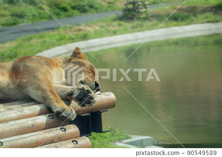 睡獅 睡獅 90549589