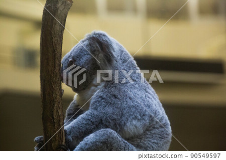 True face koala 90549597