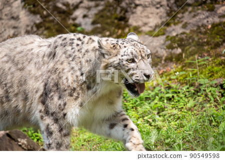 Snow leopard opening its mouth 90549598