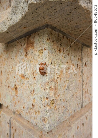 Cicada shell Oya stone quarry site Oya Park Oya Temple 90549672