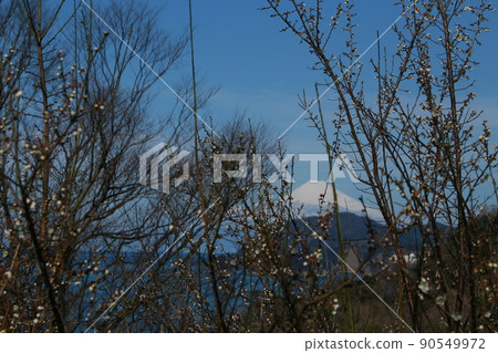 萩谷海岸的富士山 90549972
