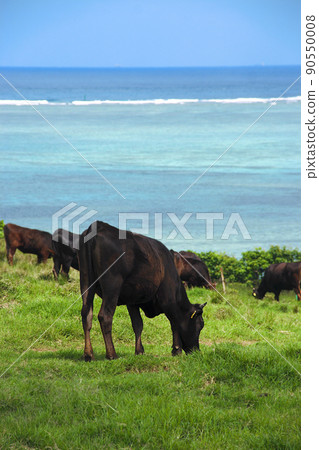 Cows growing on Kohama Island, Okinawa while watching the emerald blue sea 90550008
