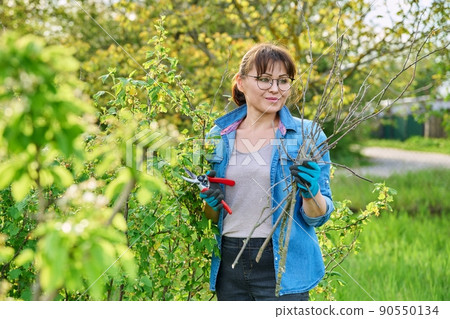 Gardener woman in gloves with pruner cuts off dry branches on blackcurrant bush 90550134