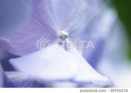 淡紫色的繡球花 90550216