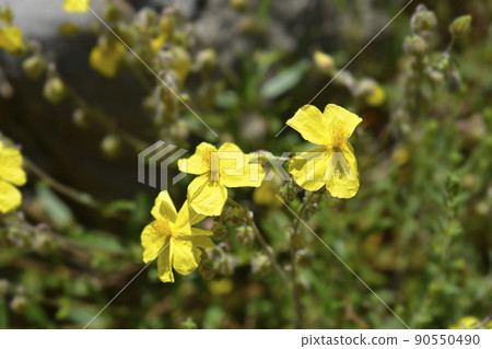 Common rockrose 90550490