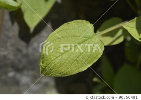 Blue-eyed Mary 90550491