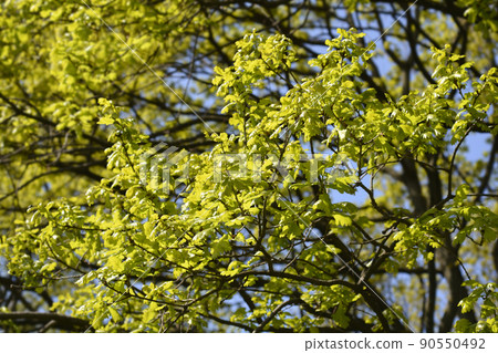 English oak 90550492