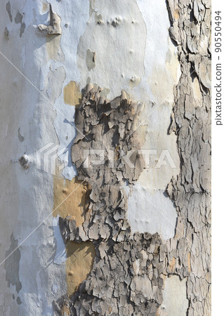 London plane London plane 90550494