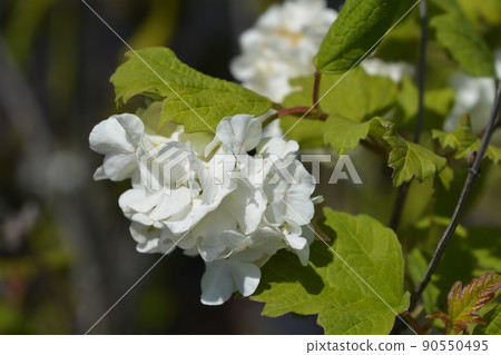 Guelder rose 90550495