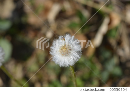 Coltsfoot 90550504