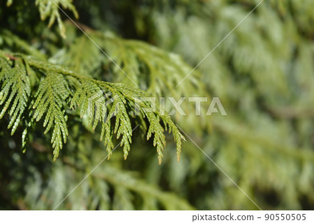 Western Red Cedar 90550505