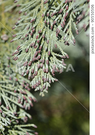 Lawsons Cypress Triomf van Boskoop Lawsons Cypress Triomf van Boskoop 90550506