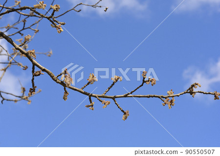 White poplar 90550507