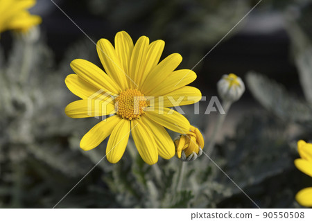 Gray-leaf eurypos Silver Star Gray-leaf eurypos Silver Star 90550508