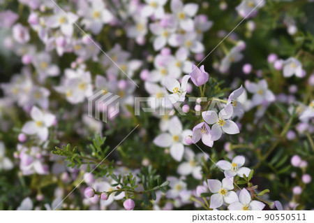 Narrow-leaved boronia Pink Star 90550511