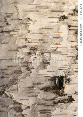 Common birch 90550523