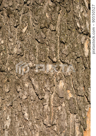 Common catalpa 90550527