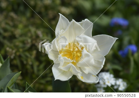 Murillo Tulip Murillo Tulip 90550528