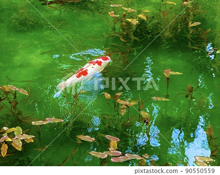 莫奈的岐阜縣池塘 90550559