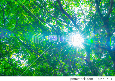 Trees pointed to by sunlight 90550604