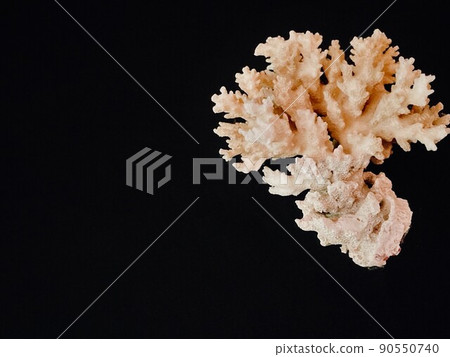 White coral found on the south coast of Miyakojima, Okinawa Prefecture White coral found on the south coast of Miyakojima, Okinawa Prefecture 90550740
