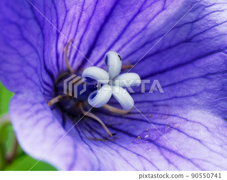 Bellflower 90550741