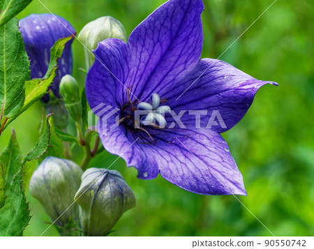 Bellflower Bellflower 90550742