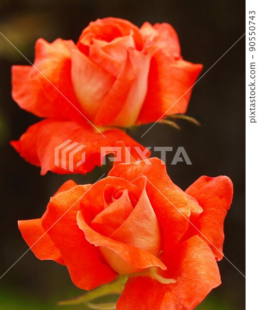 Red rose 1 Red rose 1 90550743