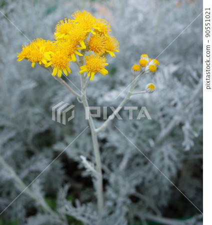 Dusty mirror of white and yellow flowers (Shiro Myogiku) Dusty mirror of white and yellow flowers (Shiro Myogiku) 90551021