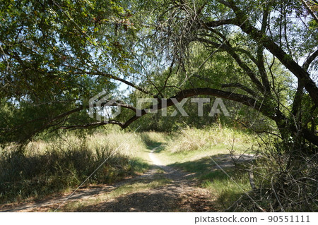 San Antonio Park, Texas Landscape San Antonio Park, Texas Landscape 90551111