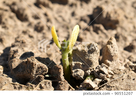 A close-up of a sprouted bean above the ground in a vegetable garden. A close-up of a sprouted bean above the ground in a vegetable garden. 90551207