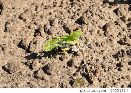 Green shoots of a bean plant in the garden. 90551214