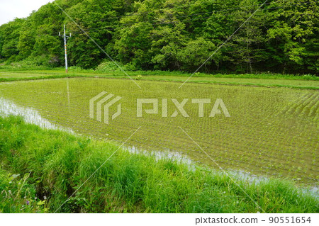 Tobetsu-cho, a rice field that has just been planted 90551654